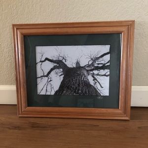 Framed Photograph of Tree Looking Up